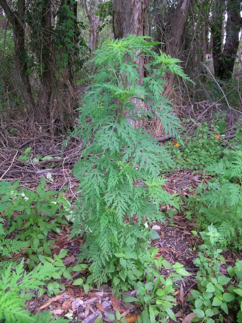The Best Food Plot May Not Be One You Planted