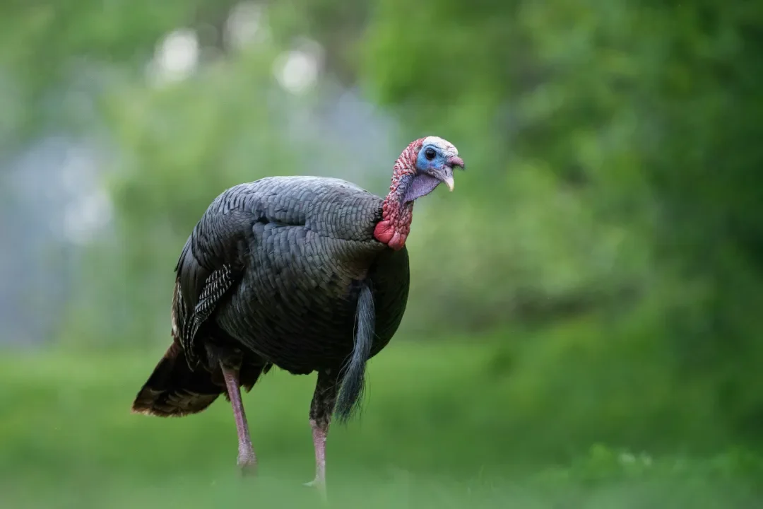 A wild turkey thriving in a diverse habitat filled with native forbs.