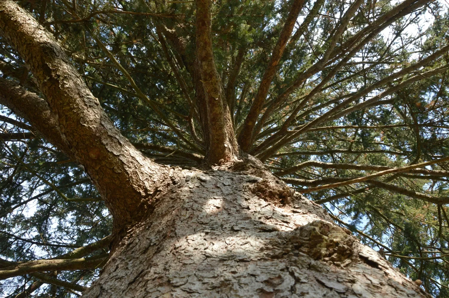A view from the ground toward the top of a pine tree during a timber cruise