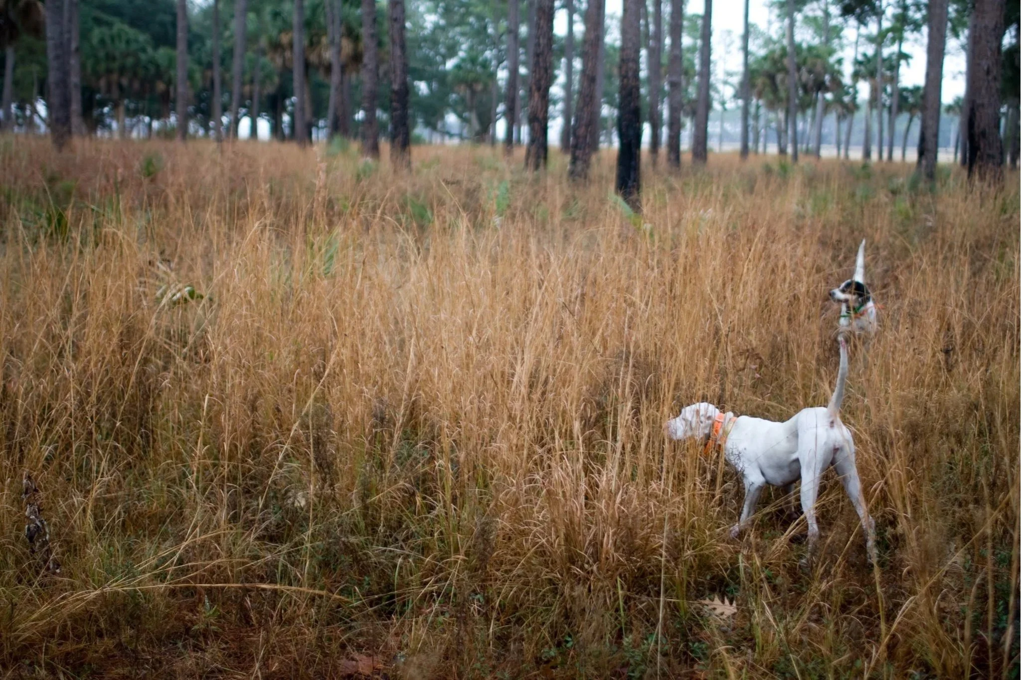 Two hunting dogs in tall, golden grass in a wooded area with trees in the background.