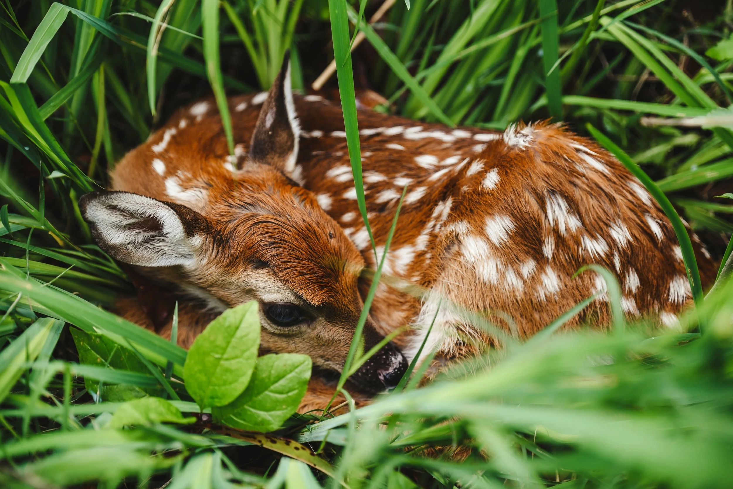 A fawn resting in a well-maintained habitat