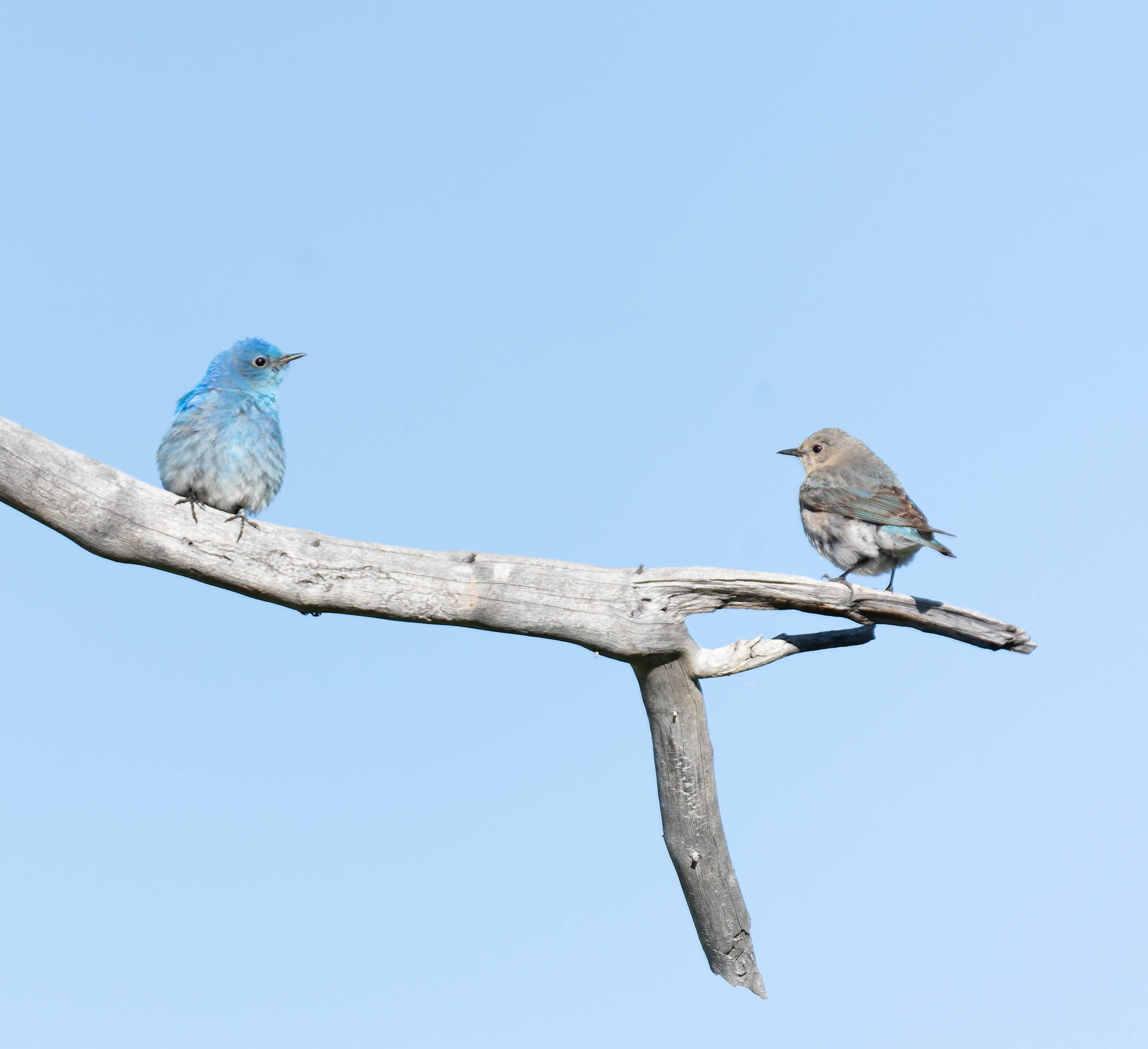 Birds
