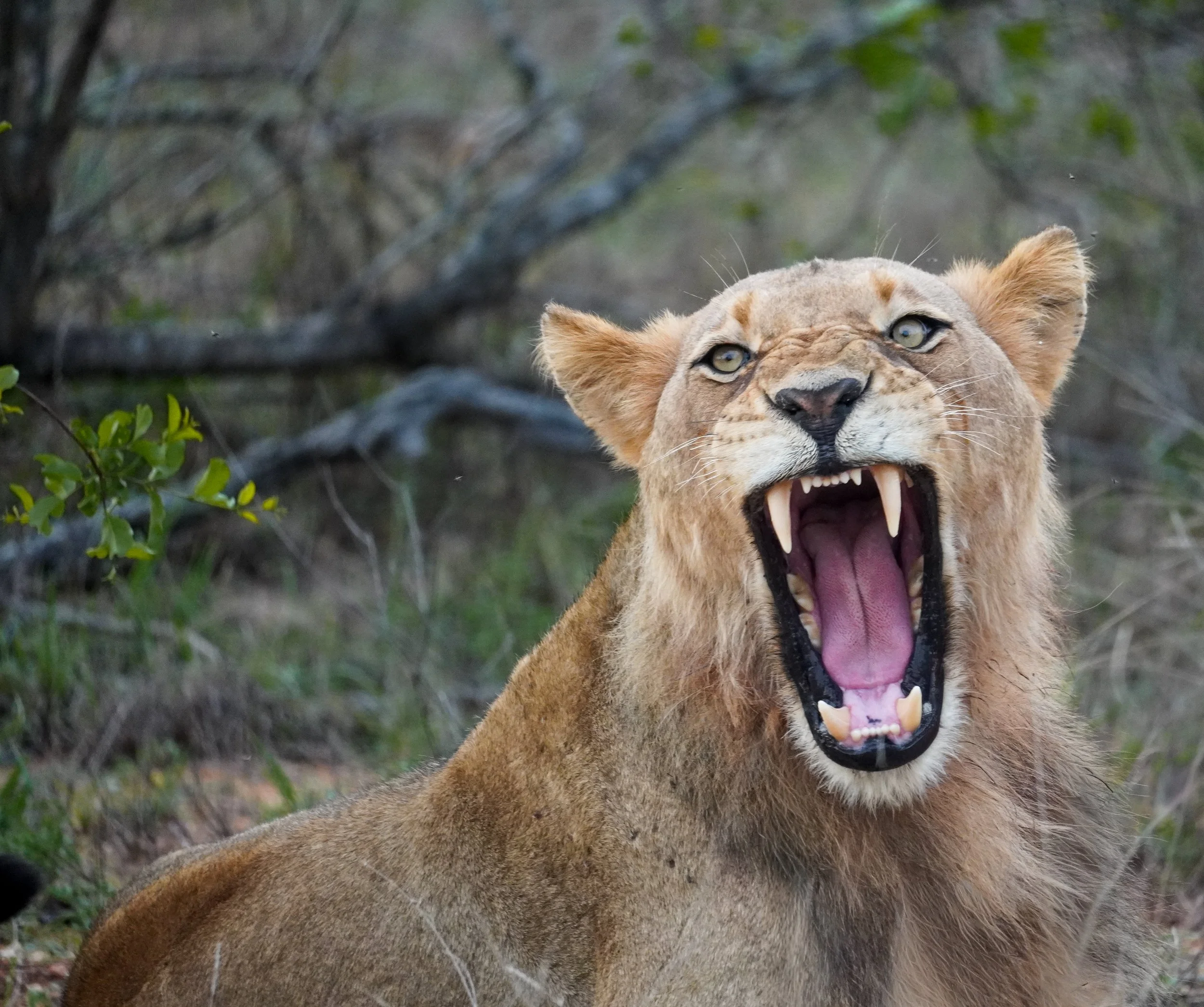South Africa
