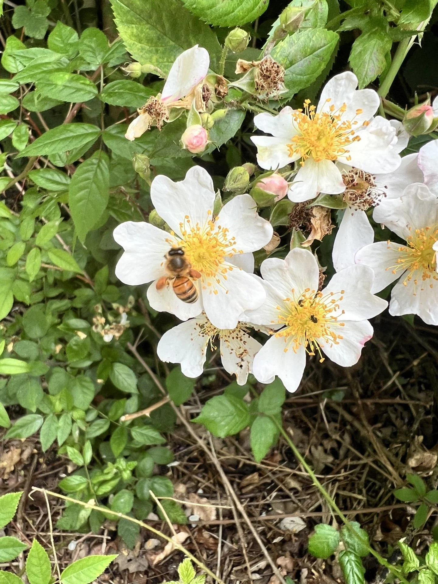 Nature as Medicine: Getting Your Daily Dose