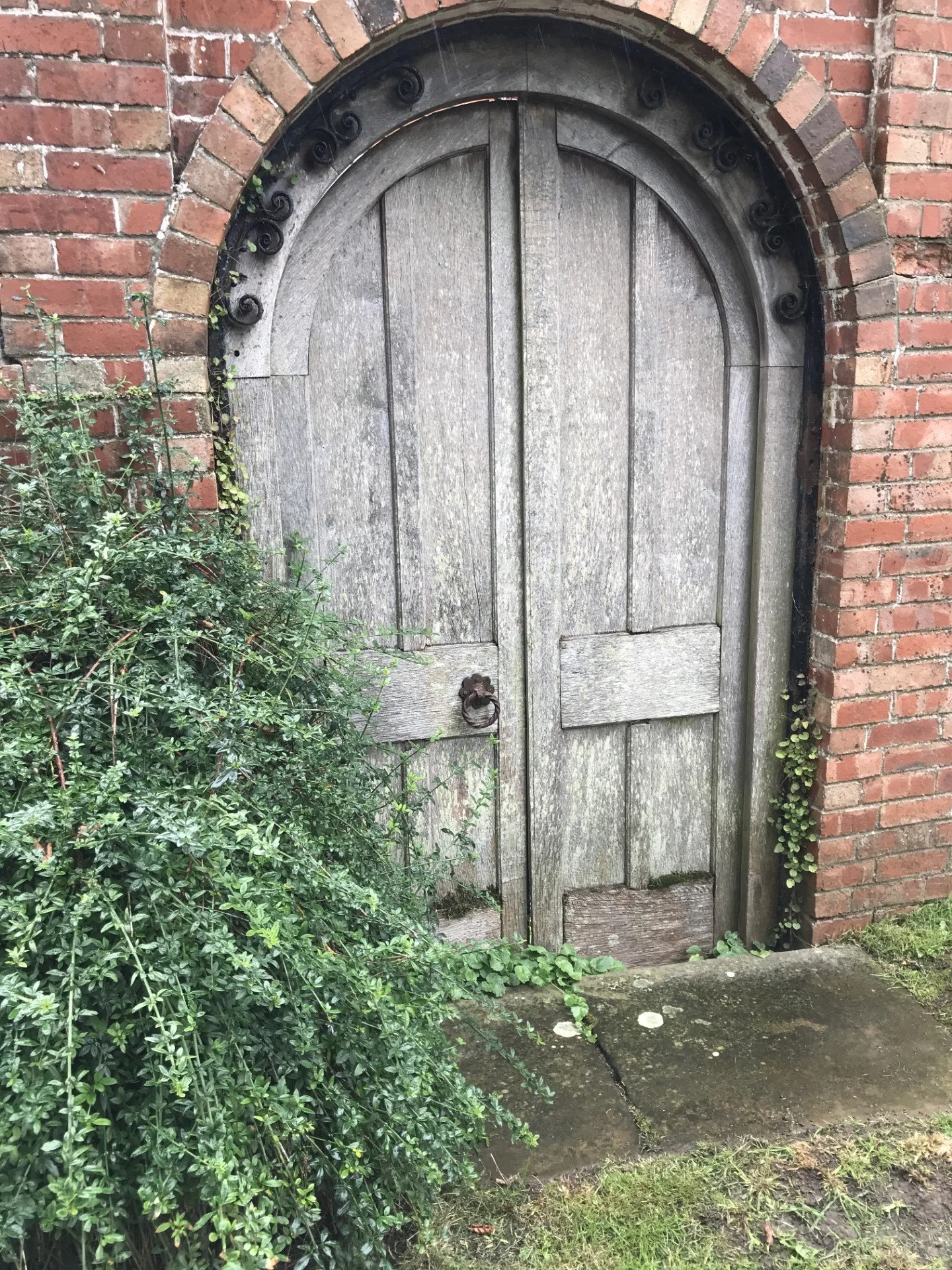 An old wooden door with a rounded top set into a brick wall. The door has a rustic metal door handle. There is greenery, including bushes and small plants, growing around and near the door, with some leaves cascading over the bottom edge. The ground is concrete with some moss and water stains.