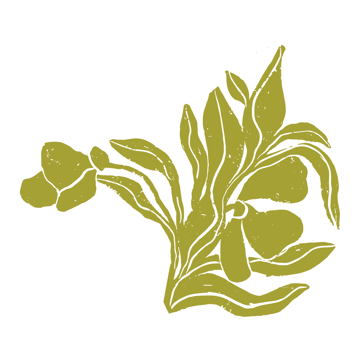 Green tea leaves and ginger root depicted as line drawing.
