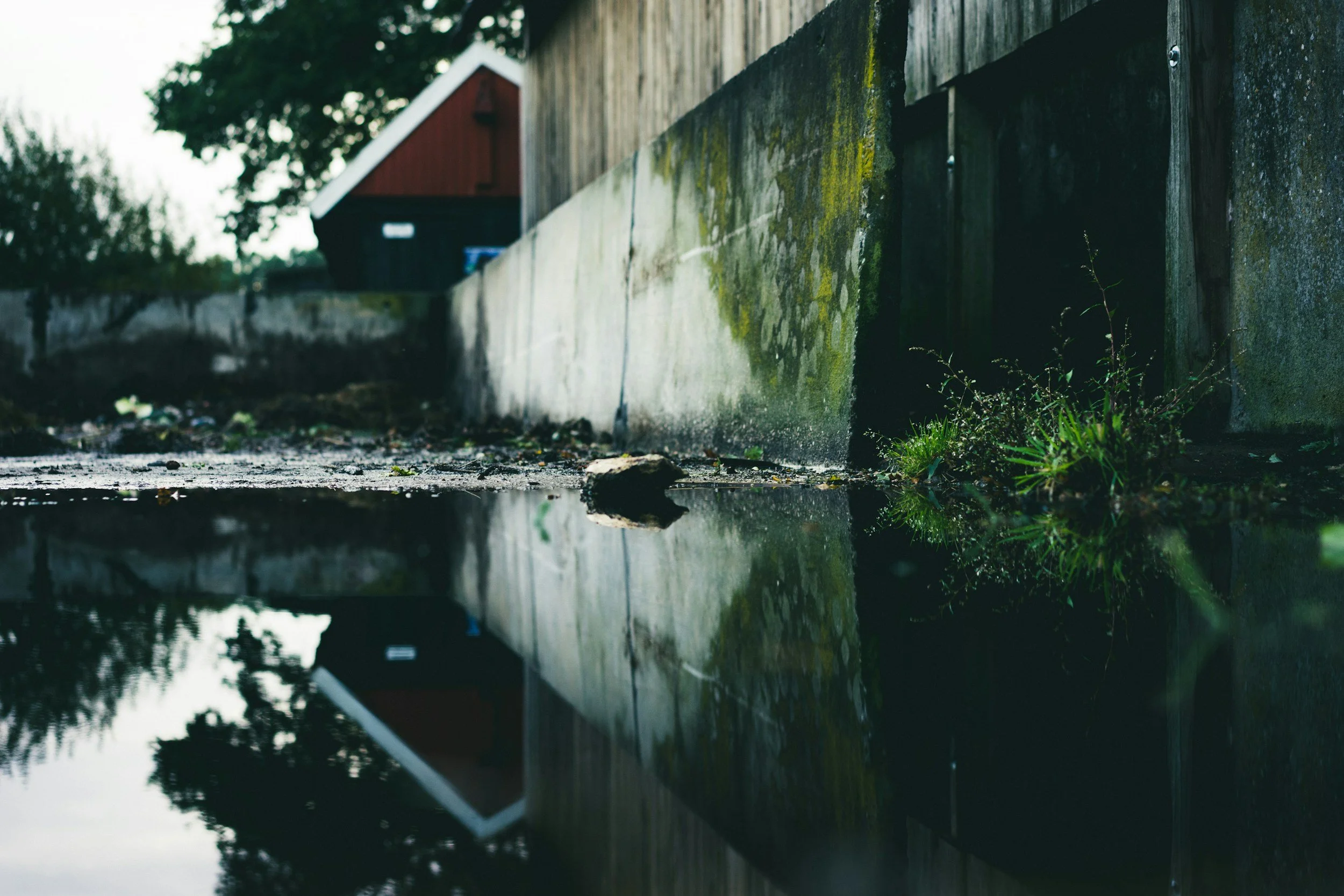 Close-up of a puddle reflecting a wooden fence and a small red building, with green moss and grass on the fence base, outdoors in natural light.