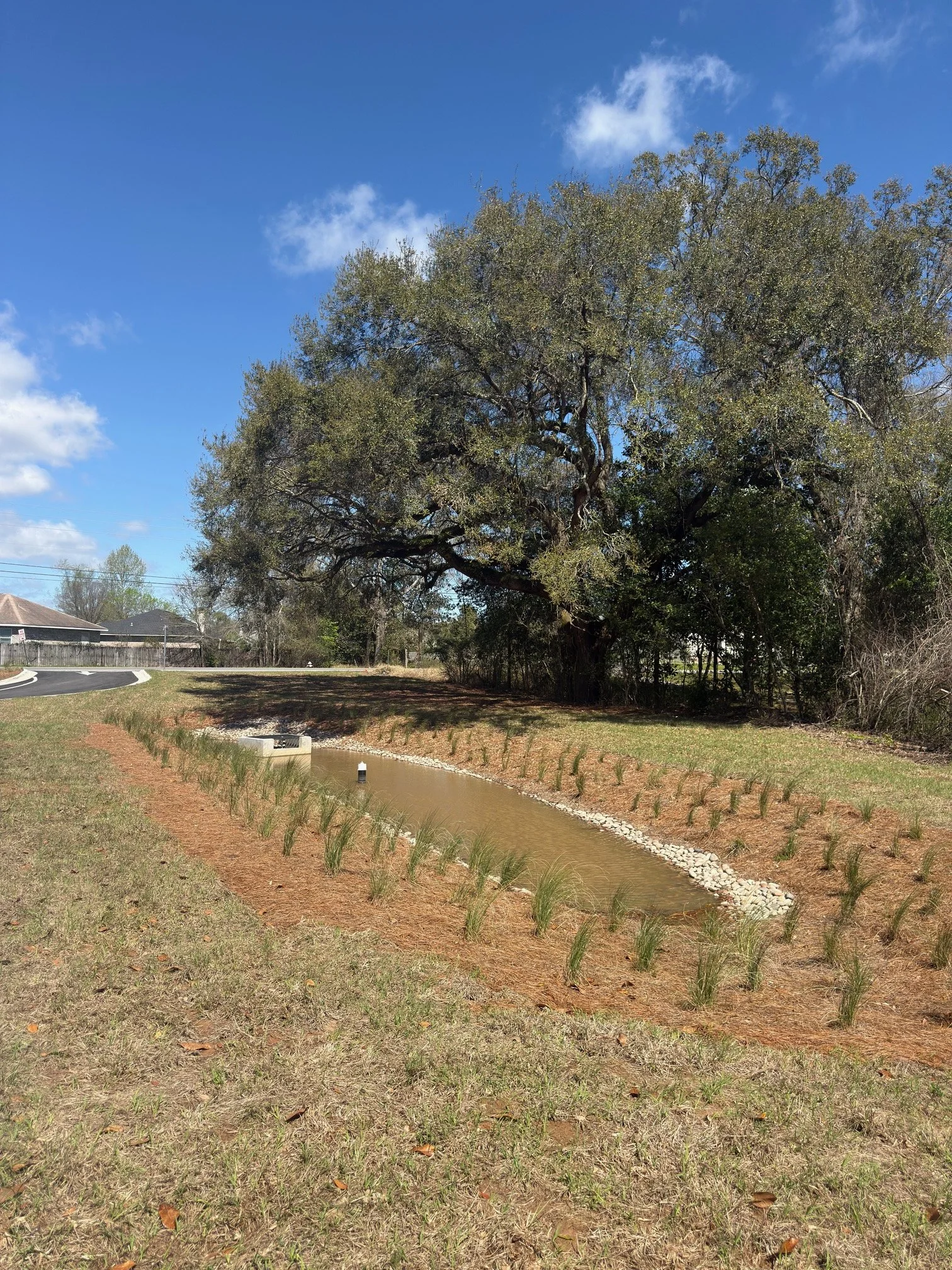 A landscaped area with a small man-made pond, young plants along its edges, a large tree in the background, and a blue sky with a few clouds.