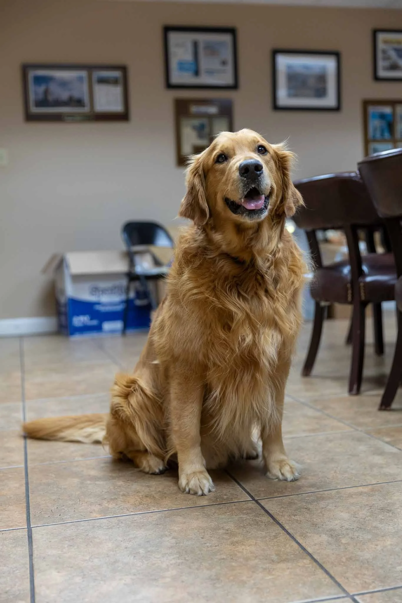 Golden retriever sitting on tiled floor, looking up with mouth open and tongue slightly out, in a room with framed pictures on the wall and furniture.