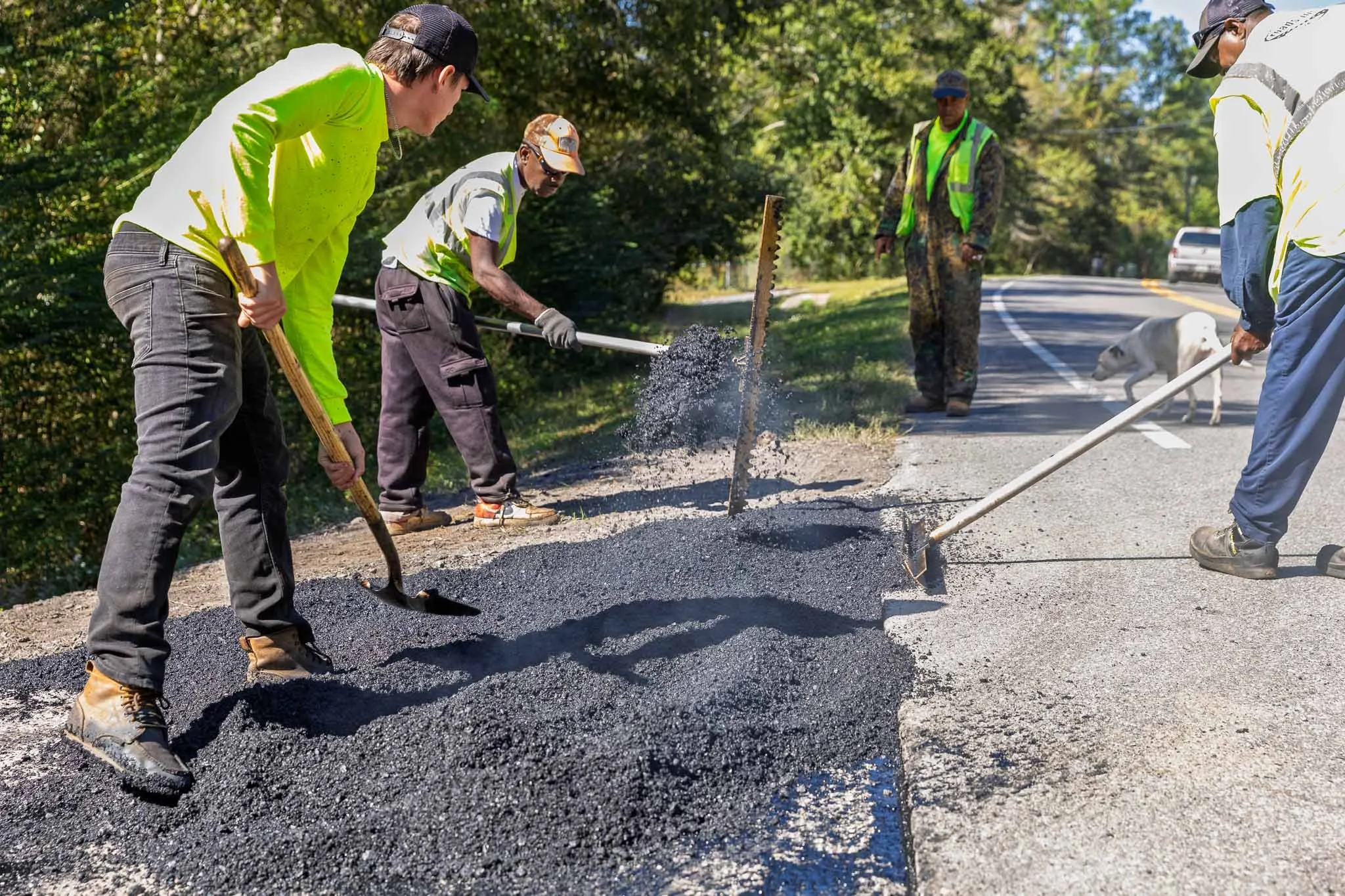 Workers paving a road with asphalt using shovels and rakes, with a dog in the background.