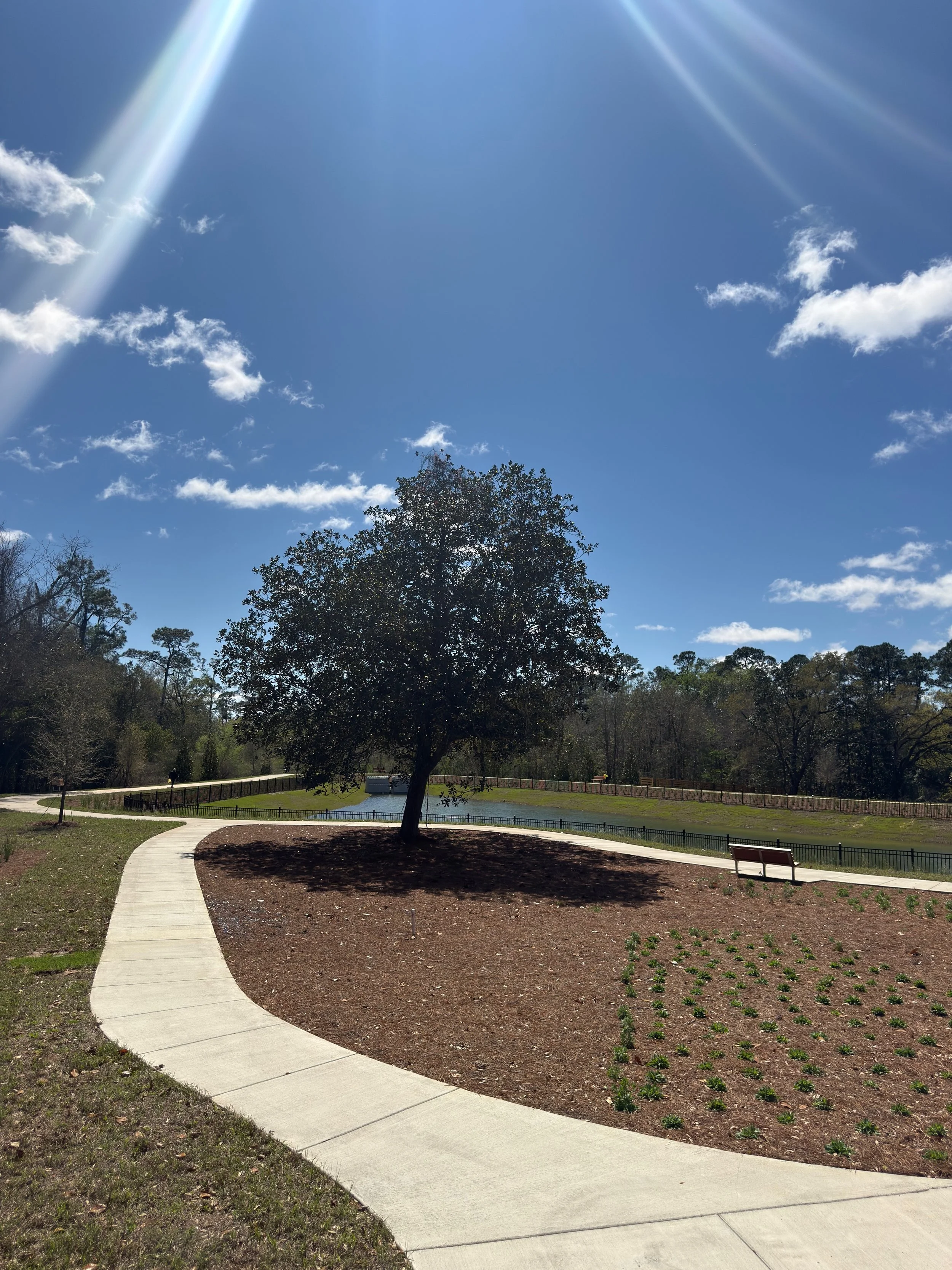 A park with a curved concrete sidewalk, a tree, a bench, a pond, and a clear blue sky with sunlight rays
