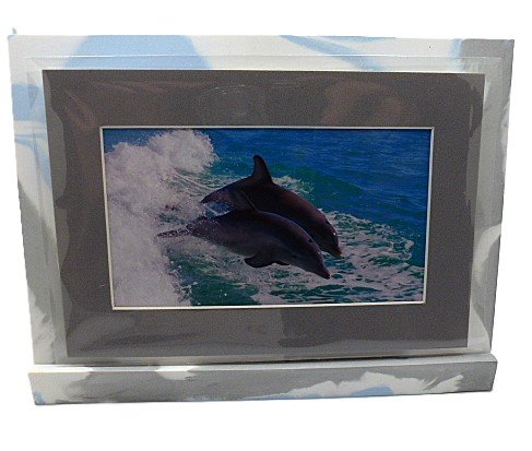 dolphin photo framee.JPG