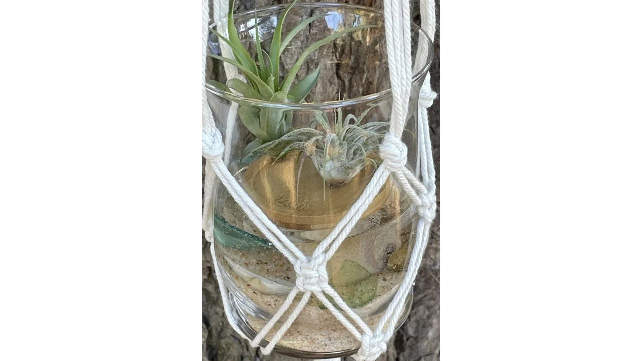sorellas+air plants+boho chic+coastal vibe+home decor