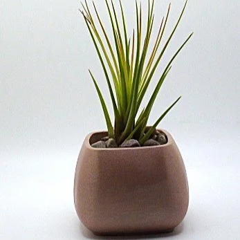 champ+trink+cont+w+air+planta.png