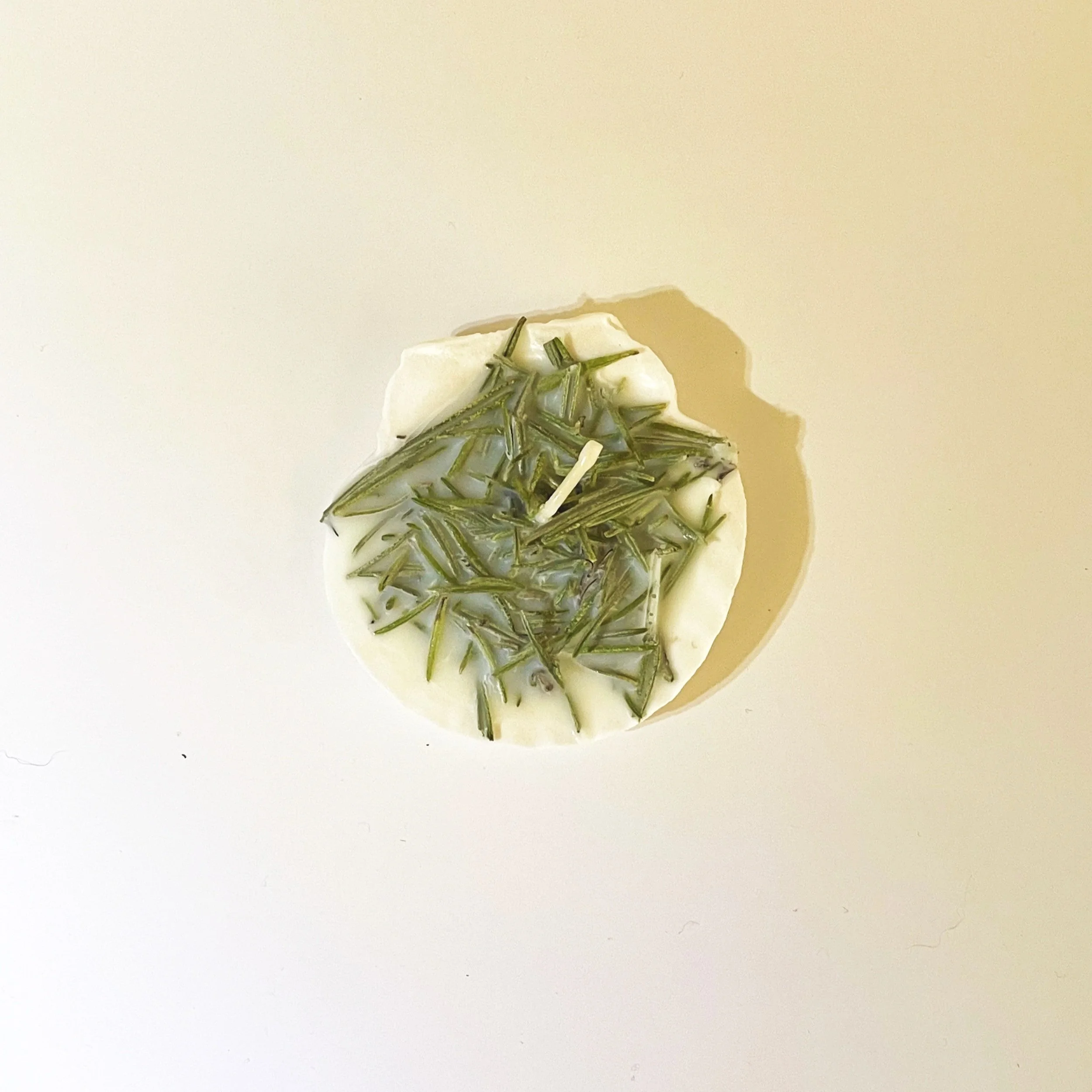 sorellas+candle+home decor+scallop shell+rosemary