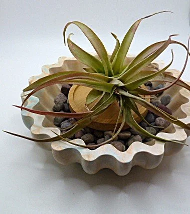 Marbled Scalloped Tray with Live Air Plant
