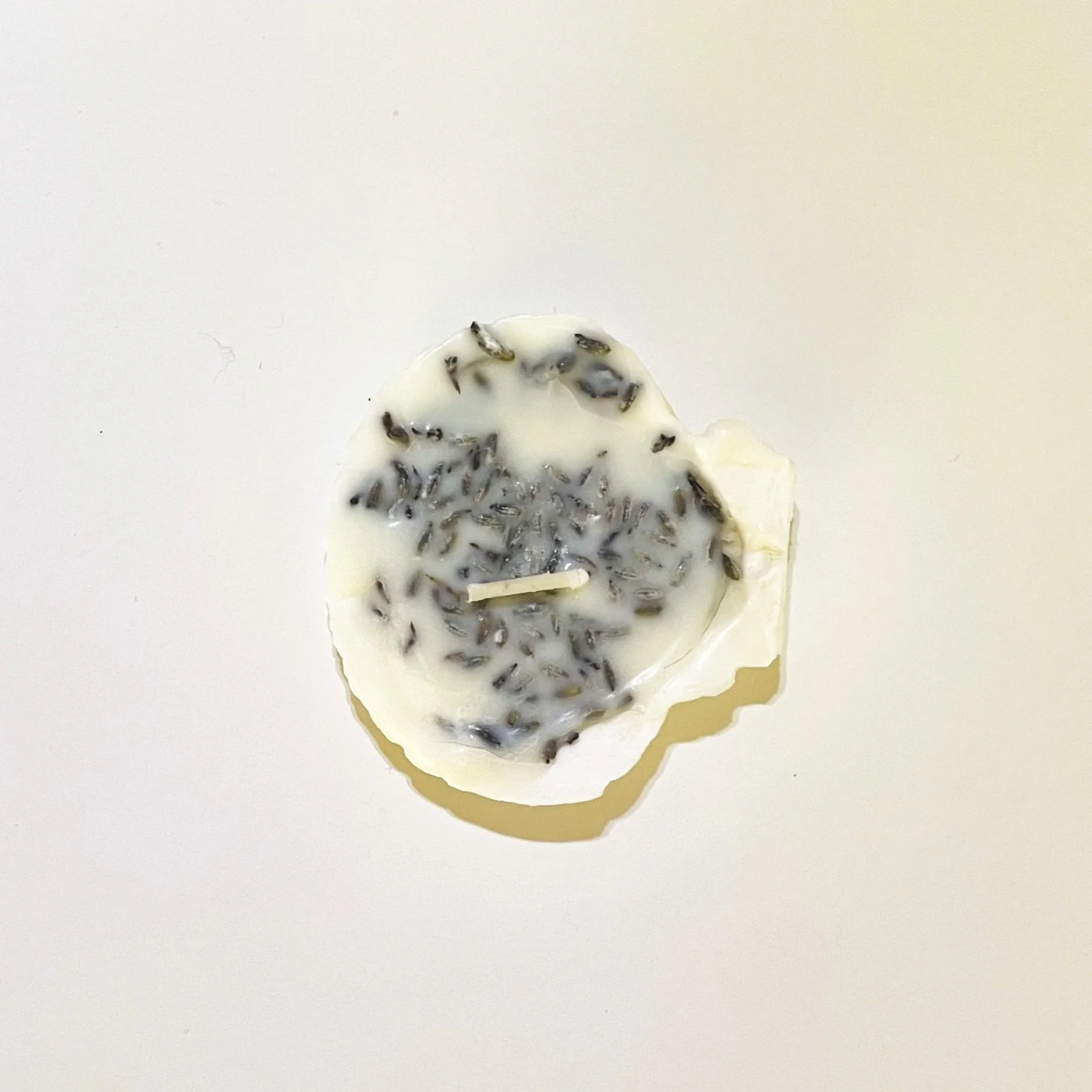 sorellas+candle+home decor+scallop shell+lavender