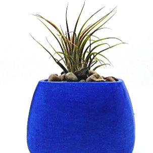 air+plant+bluc.png