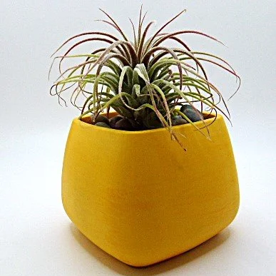 air+plant+yllwf.png