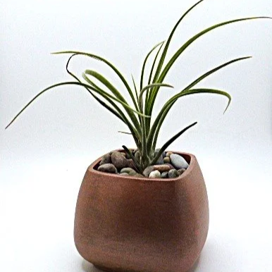 air%2Bplant%2Brse%2Bgldb.png