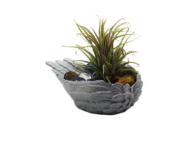 silver w air plant.jpg