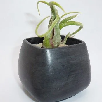air%2Bplant%2Bblkf.png