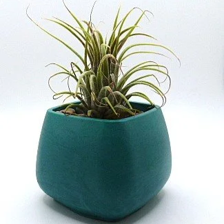 Low Maintenance Air Plant in Custom Eco-Friendly Resin Container