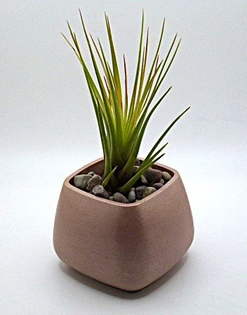 Champagne Gold Eco-Resin Air Plant Trinket Container
