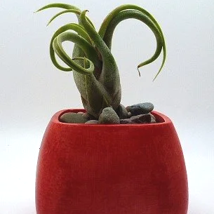 air+plant+redc.png