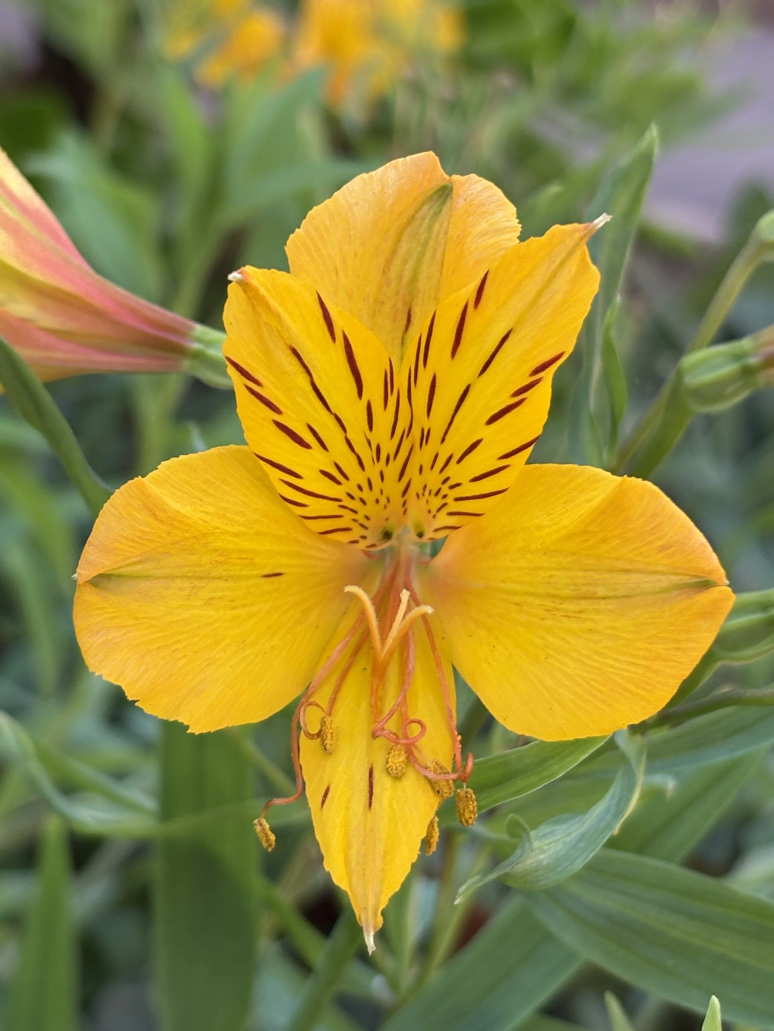 Close-up of a yellow flower with orange streaks and green leaves in the background.