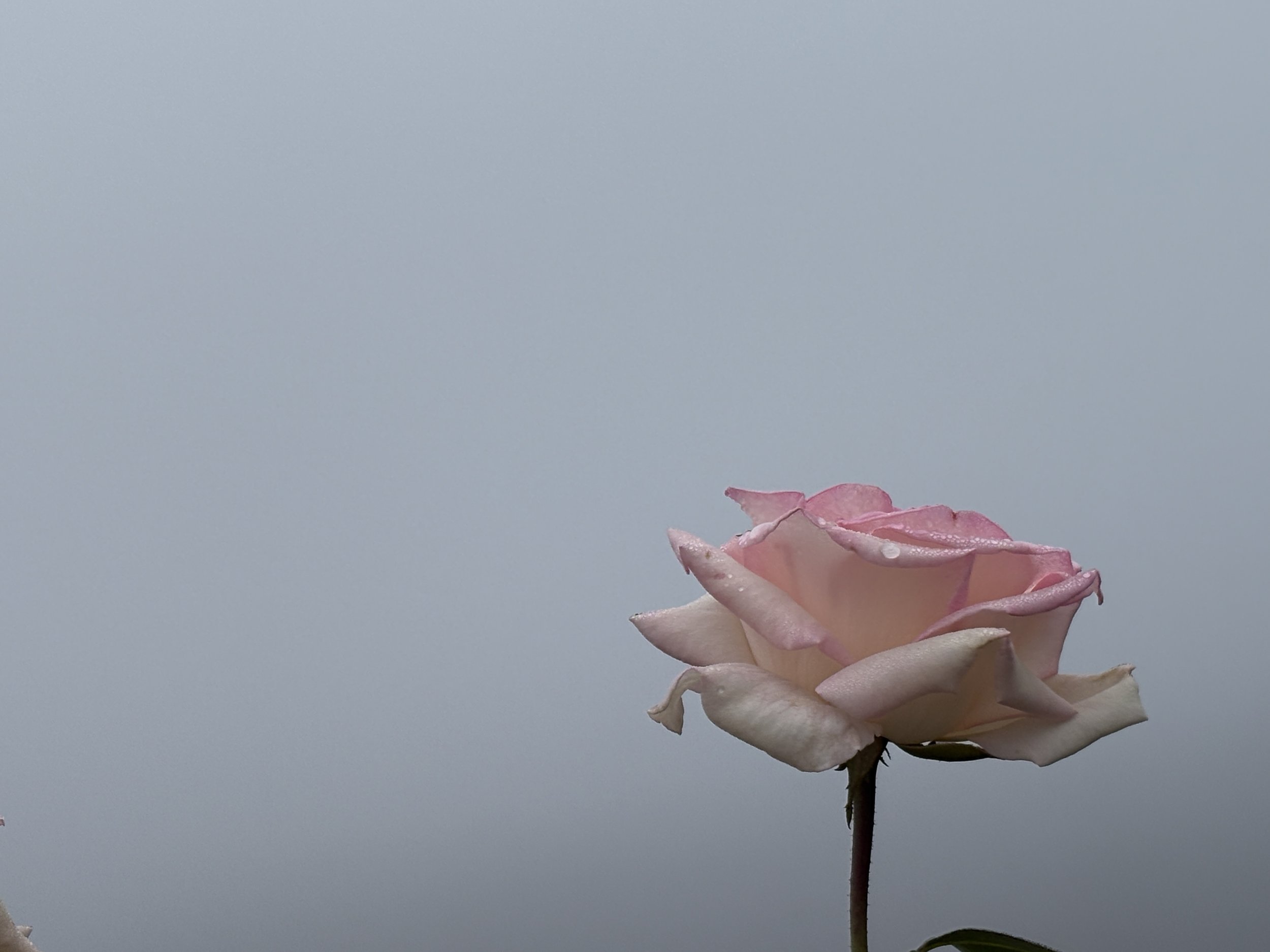 Close-up of a pink and white rose with water droplets against a pale blue background.