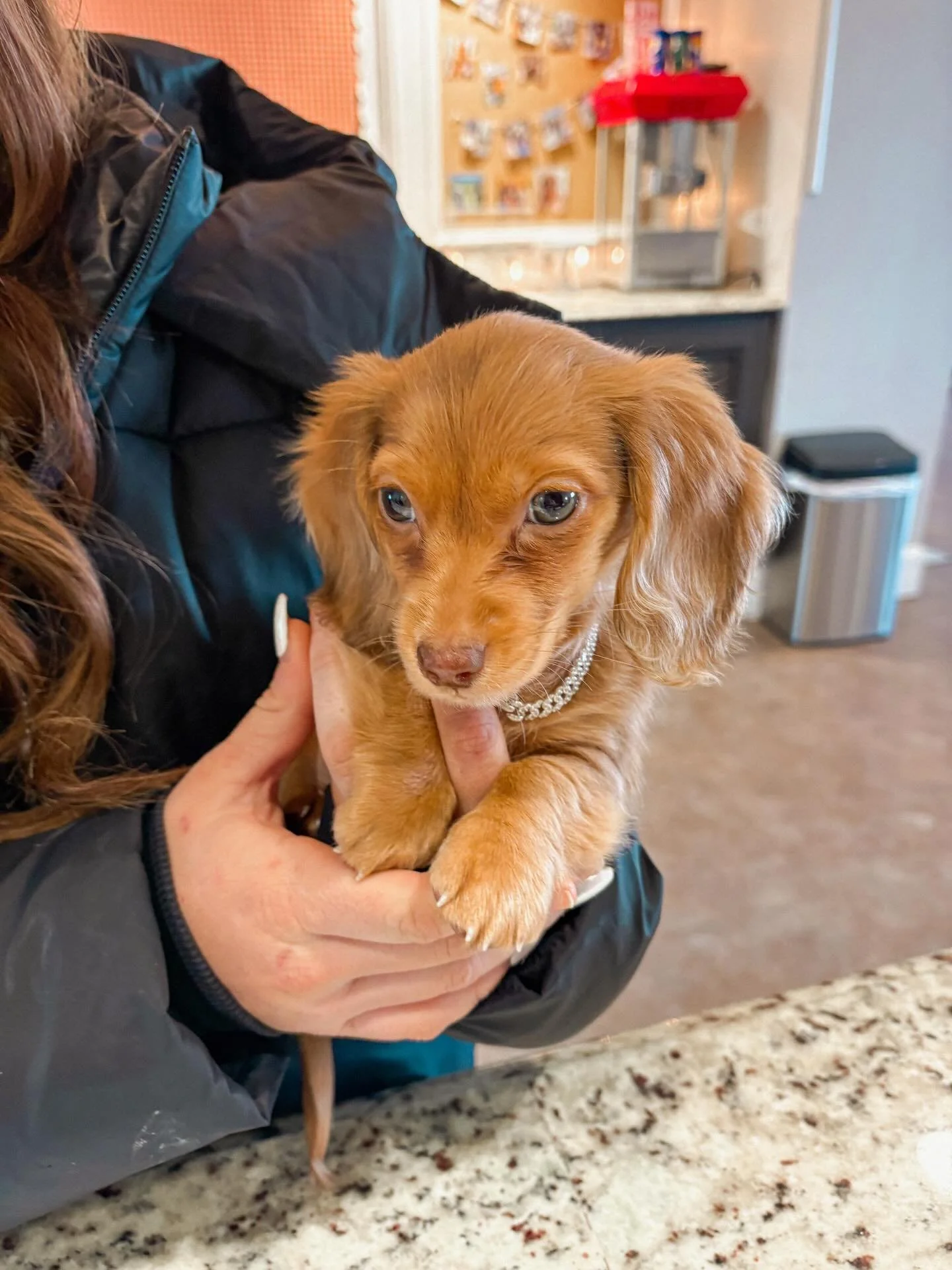 Everyone meet Gucci! ❤️❤️

This little guy just moved into Copper Beech &amp; is enjoying some of our pup cups that are provided at our front desk! 🥹🥹

Here at Copper Beech we love our furry friends! 🐶

Sign today and bring your furry friend too! 