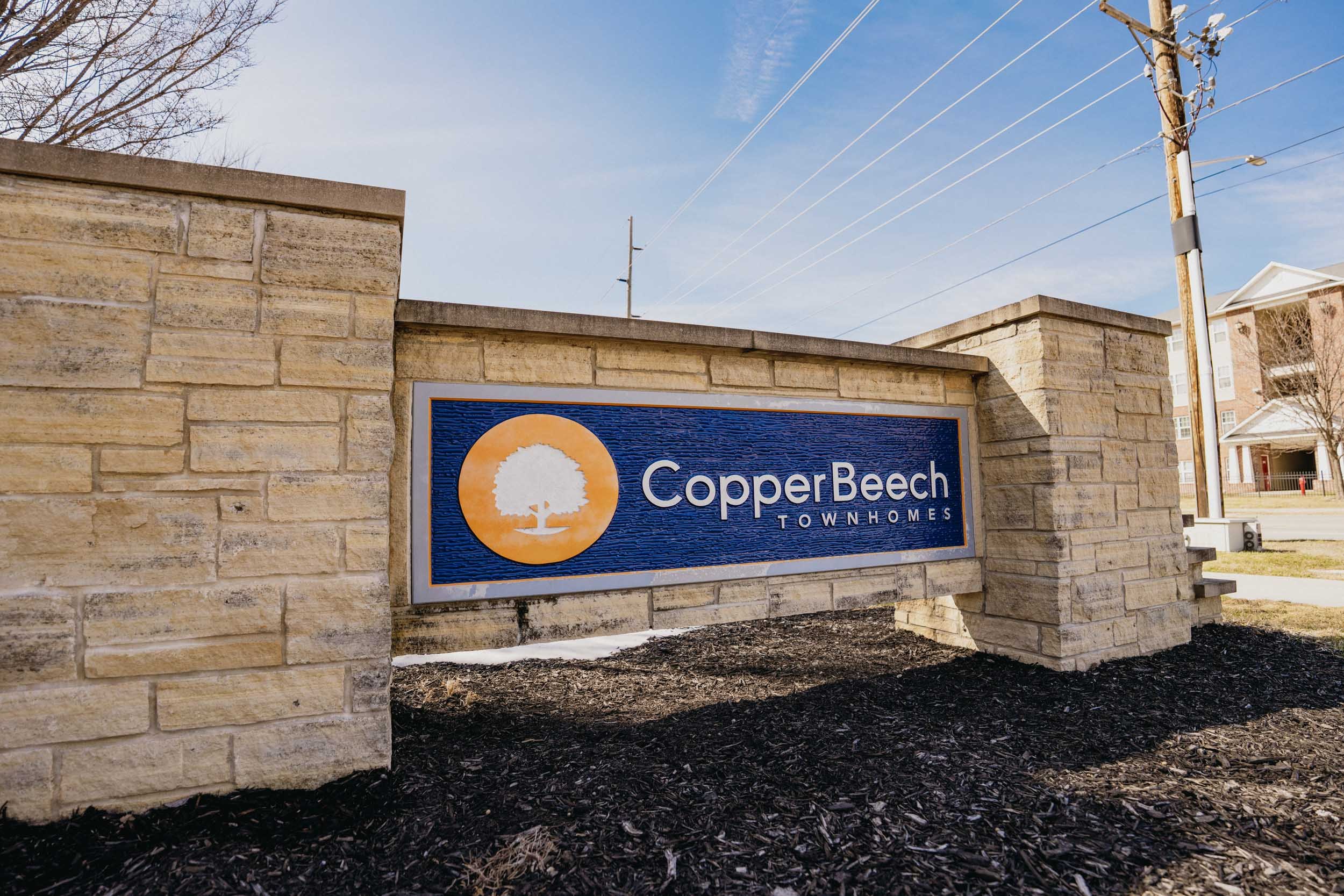 Copper Beech - 01.jpg