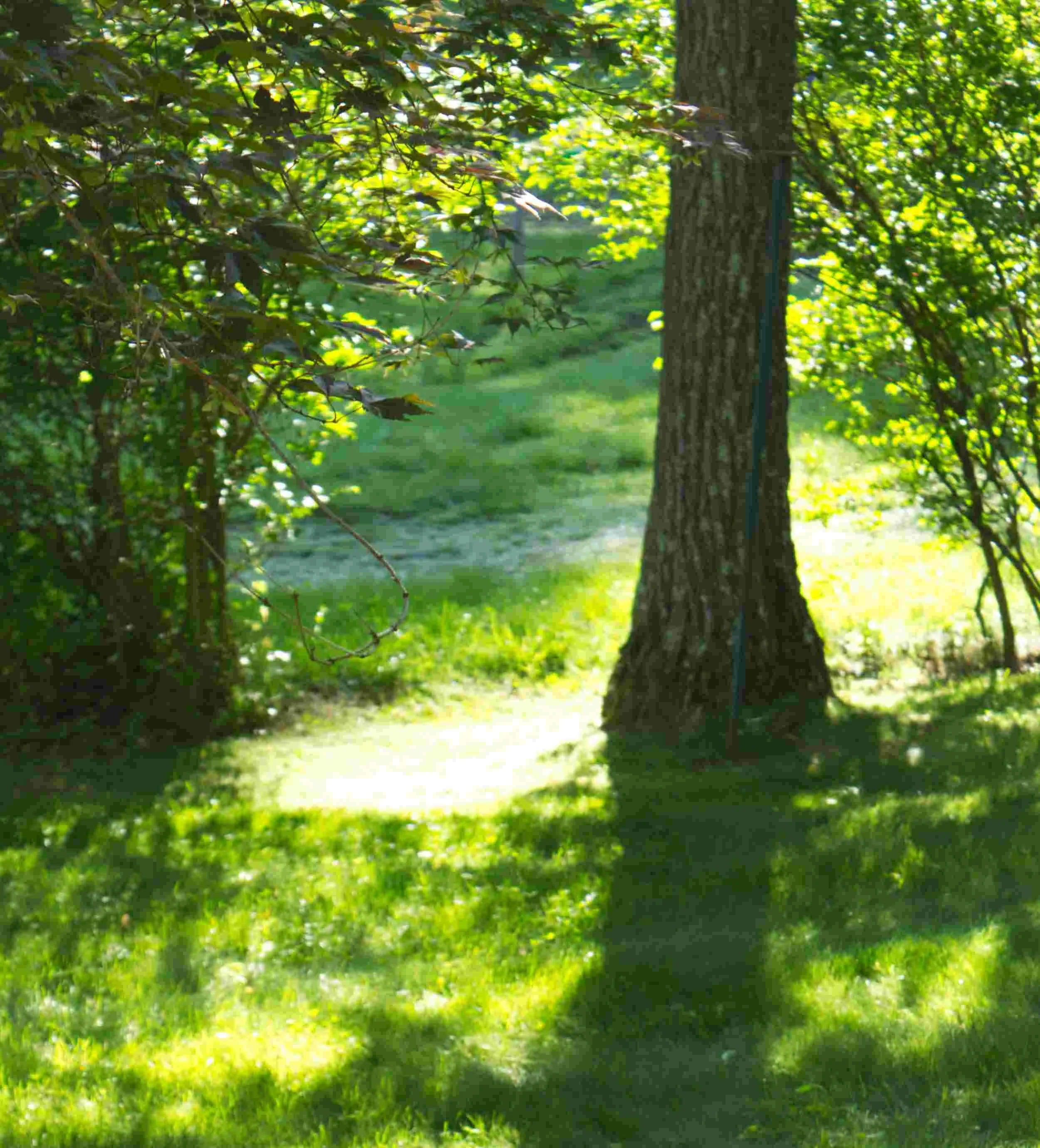 Tree Arch_Sm.jpg