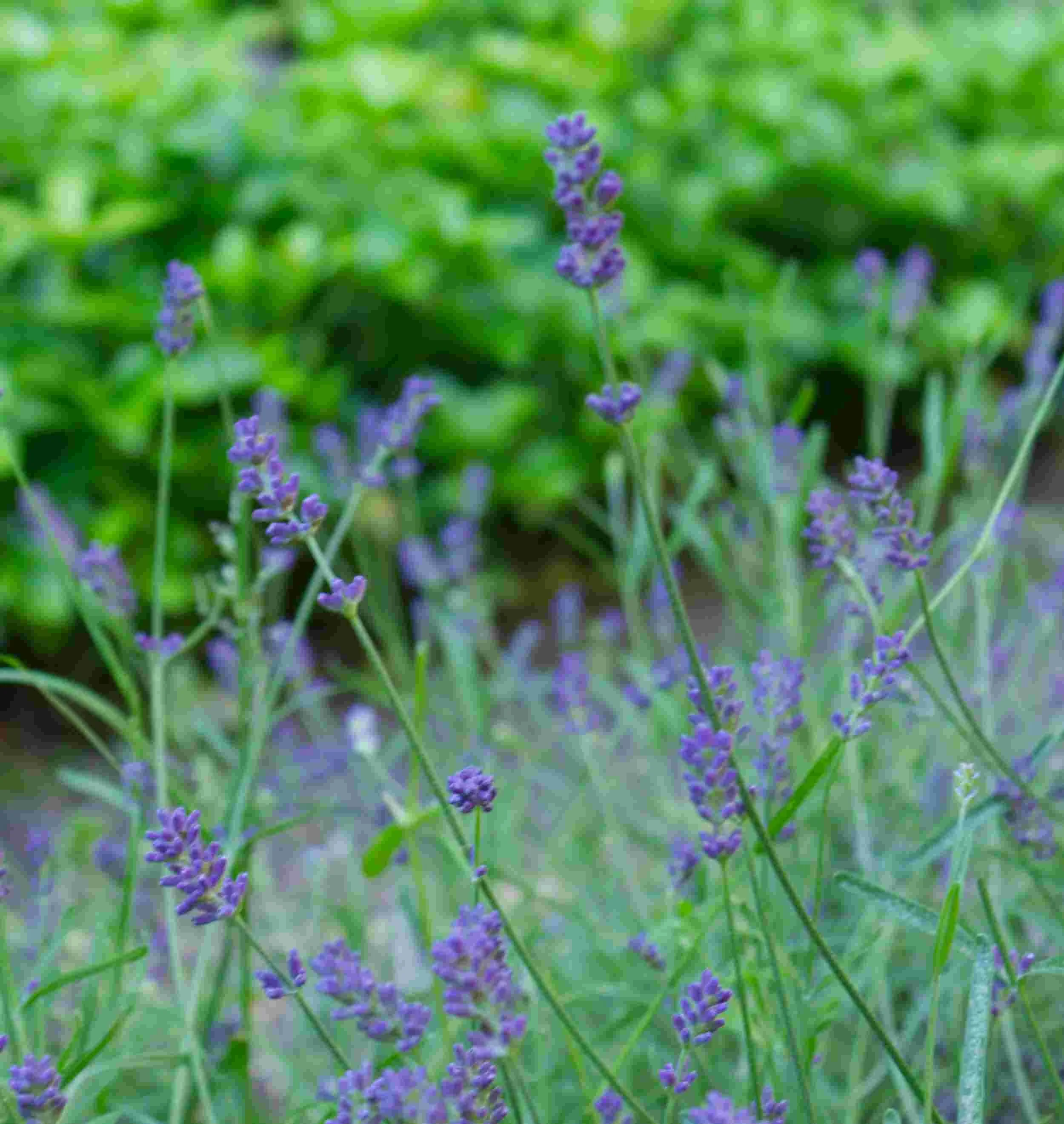Lavender_Sm.jpg
