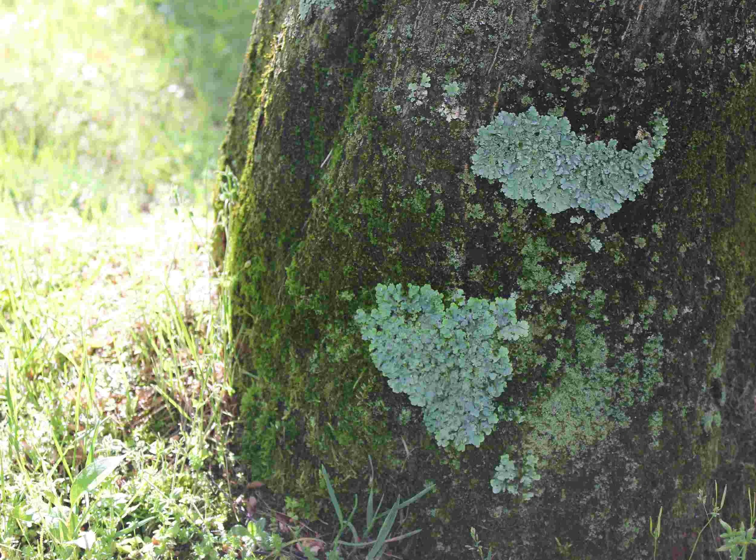Moss_Sm.jpg