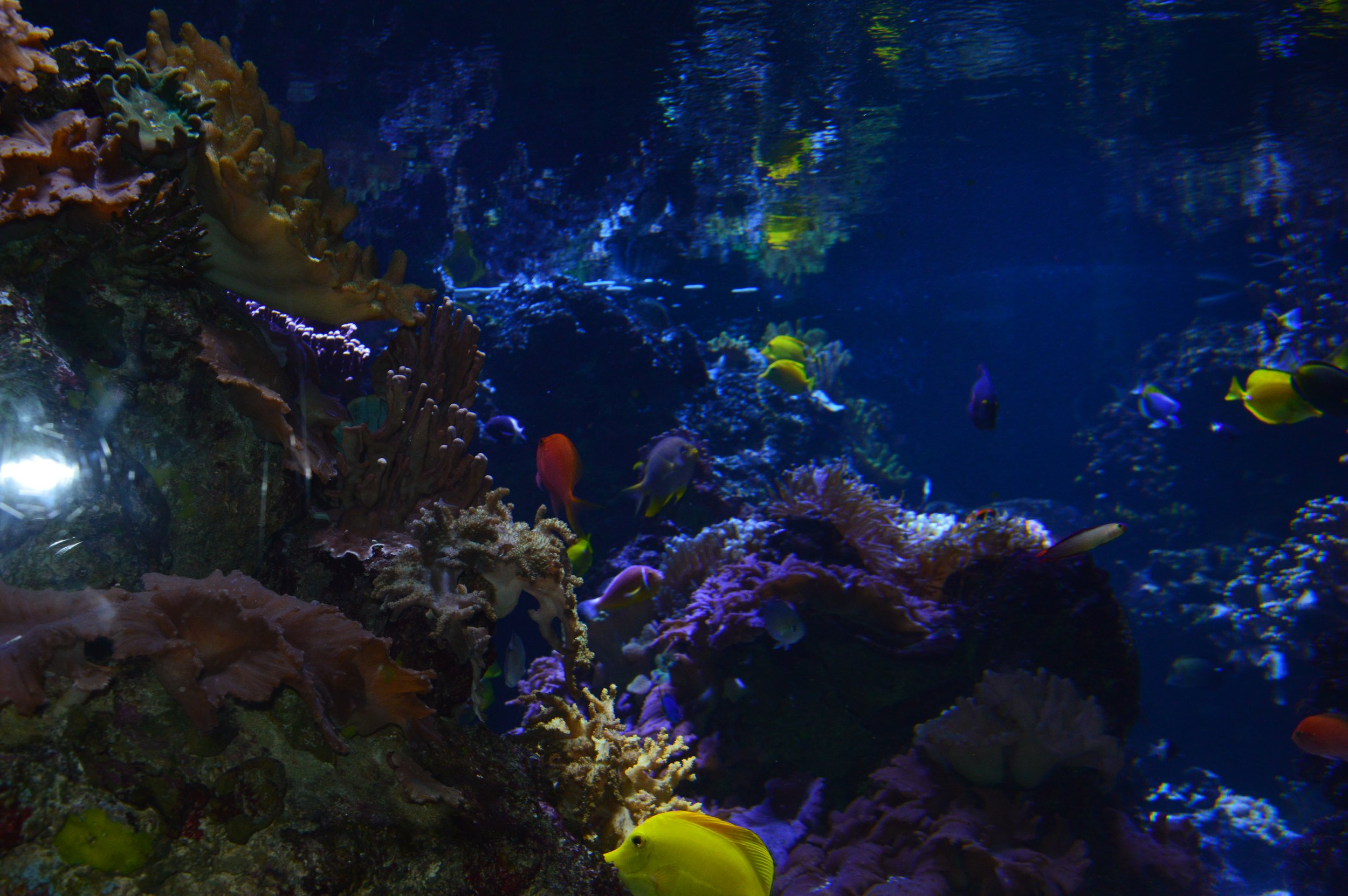 Underwater scene with colorful coral and various tropical fish in an aquarium.