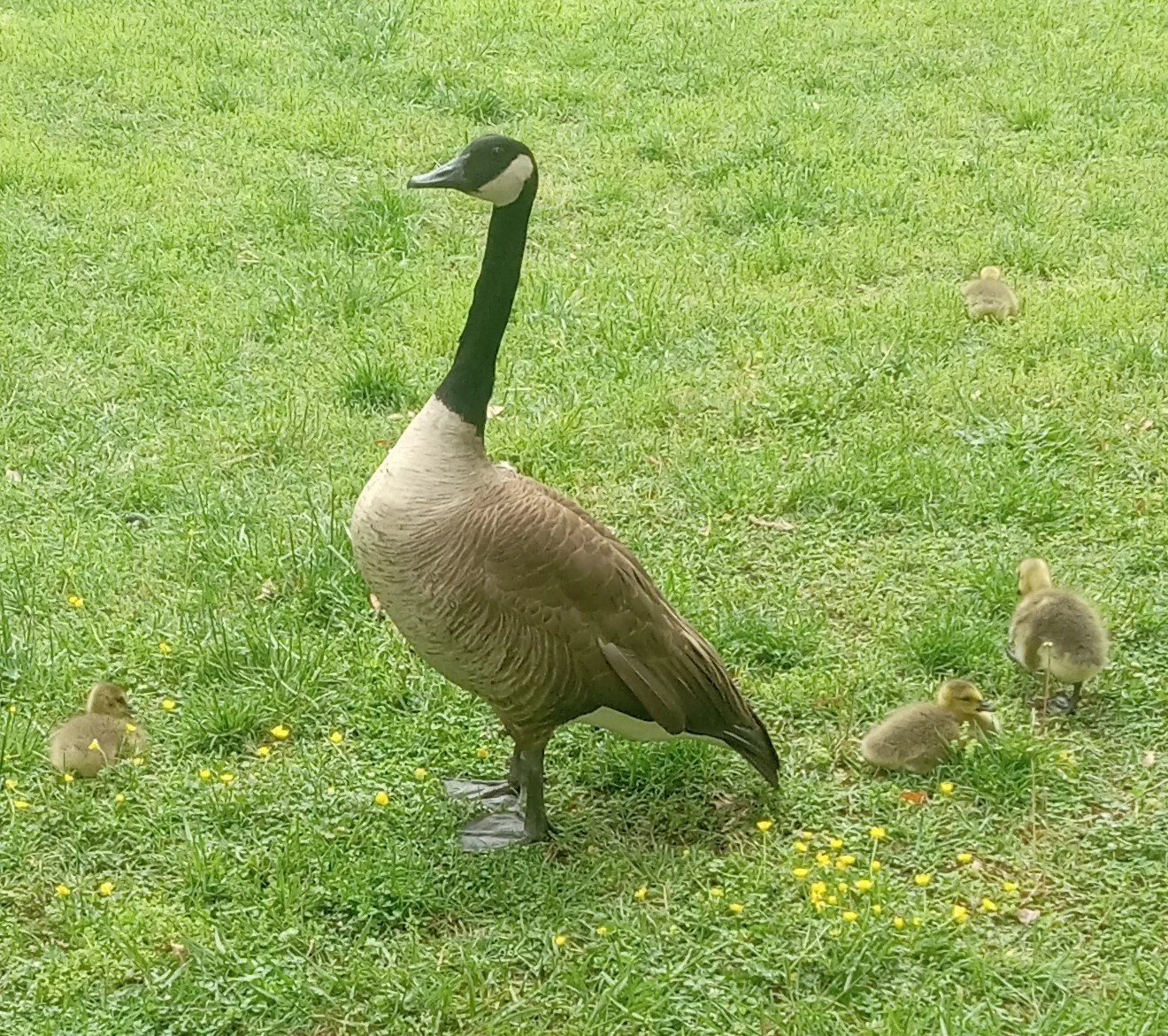 goose and duckling.jpg