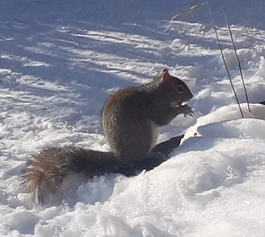 snow squireel.jpg