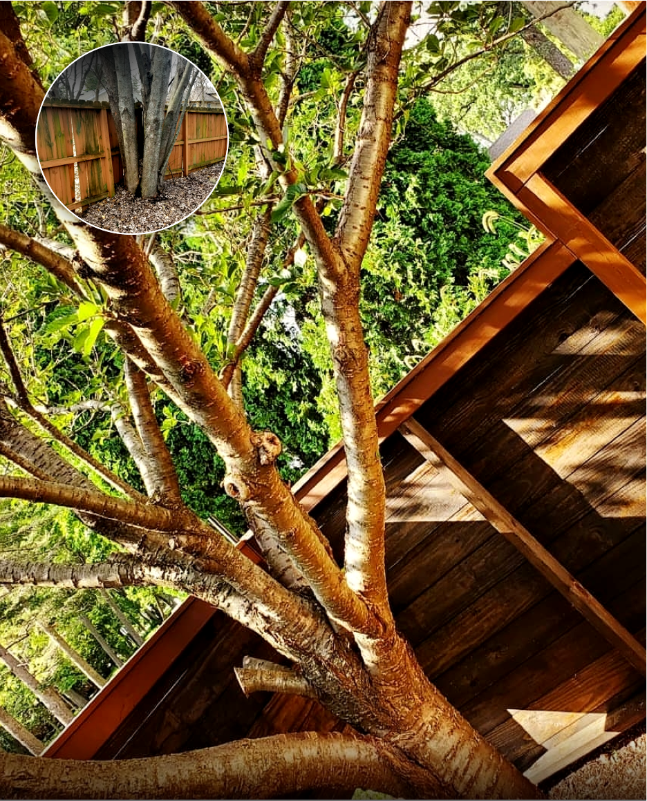 Close-up view of tree branches and trunk next to a wooden deck, with a small inset showing a section of a wooden fence behind a tree.