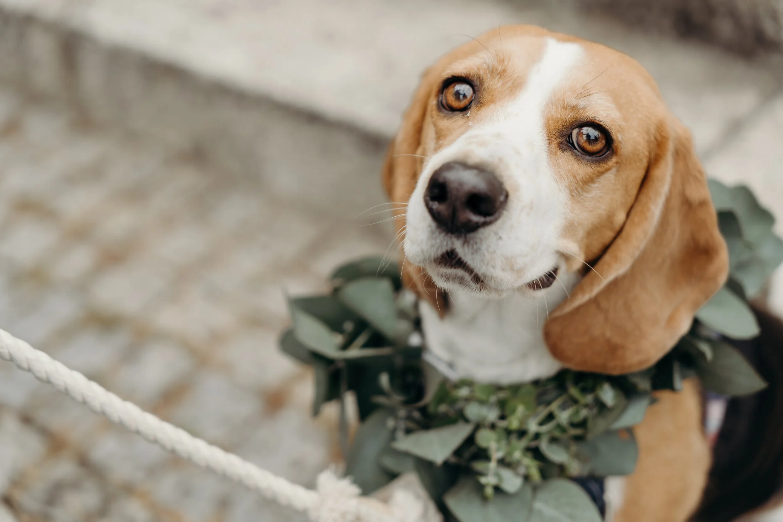 Close-up of a beagle dog with a leafy wreath around its neck, looking up.
