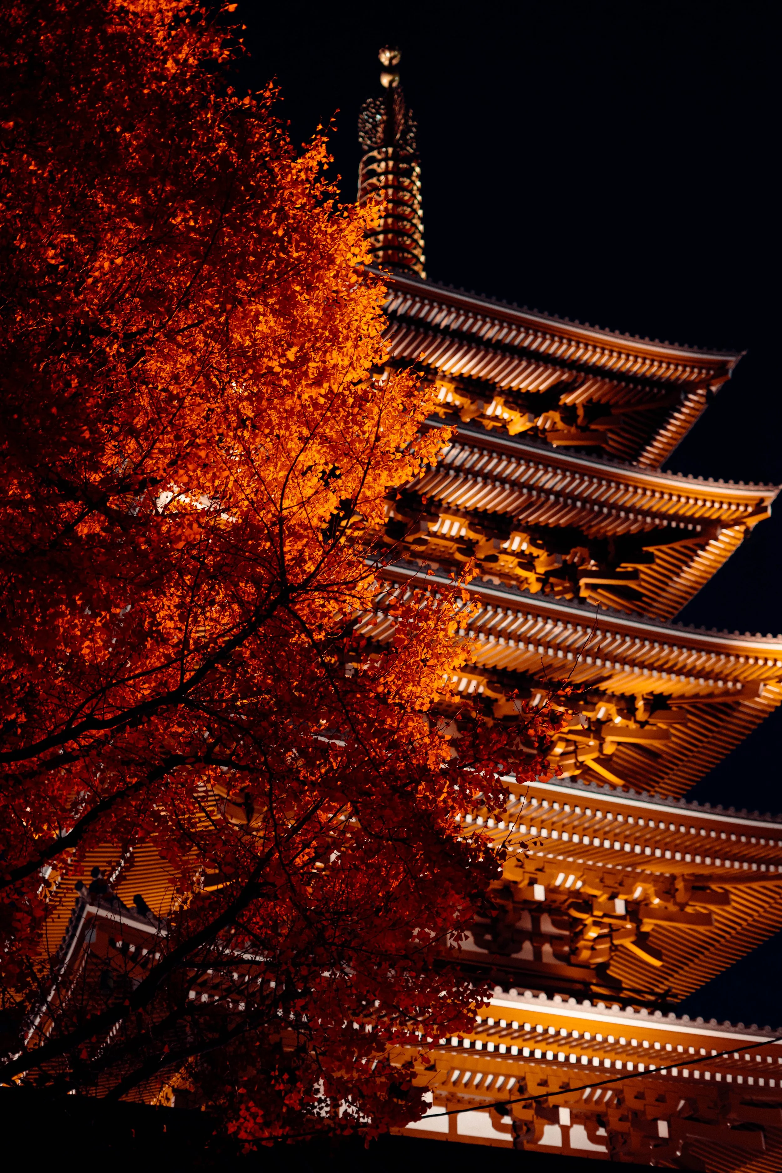Night view of a traditional Japanese pagoda illuminated behind a tree with vibrant orange-red autumn leaves.