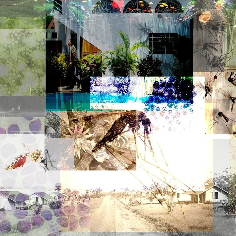 dengue dynamics