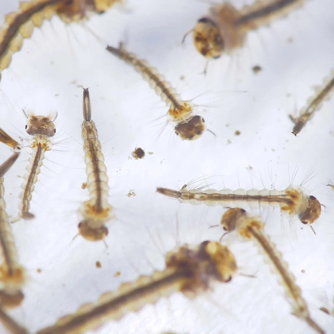   Aedes aegypti  larvae 