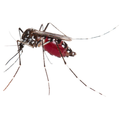 aedes+aegypti+adult.png