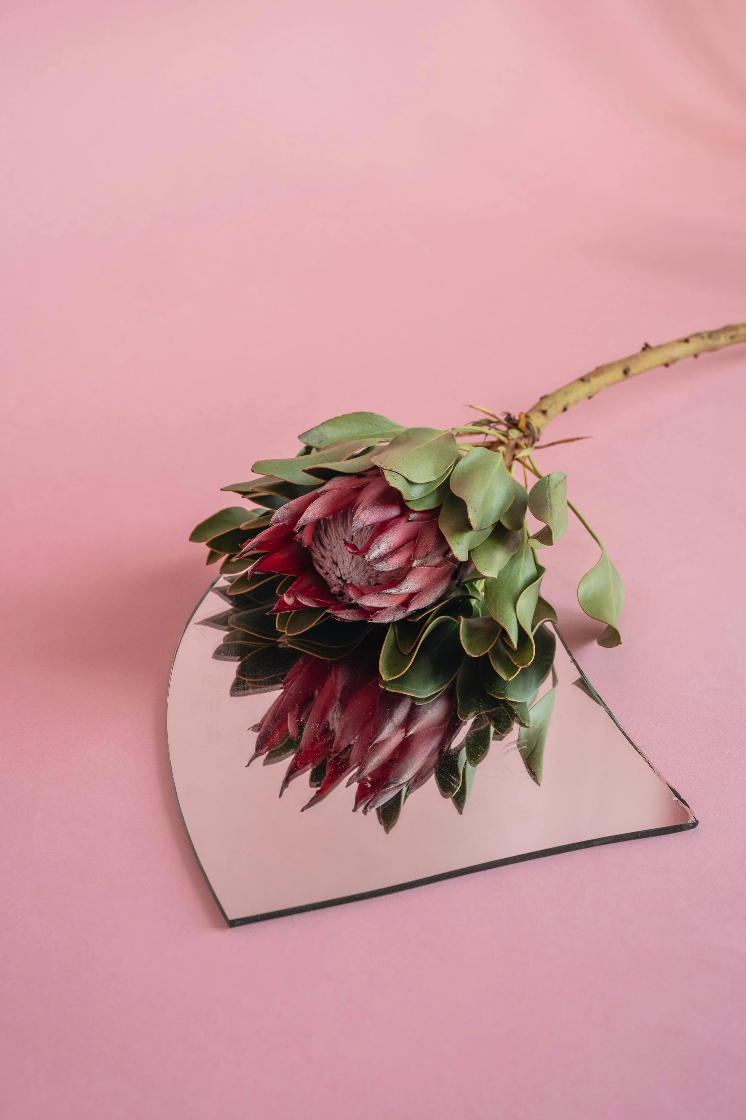 A pink Protea flower with green leaves resting on a mirror, reflecting the flower, against a pink background.