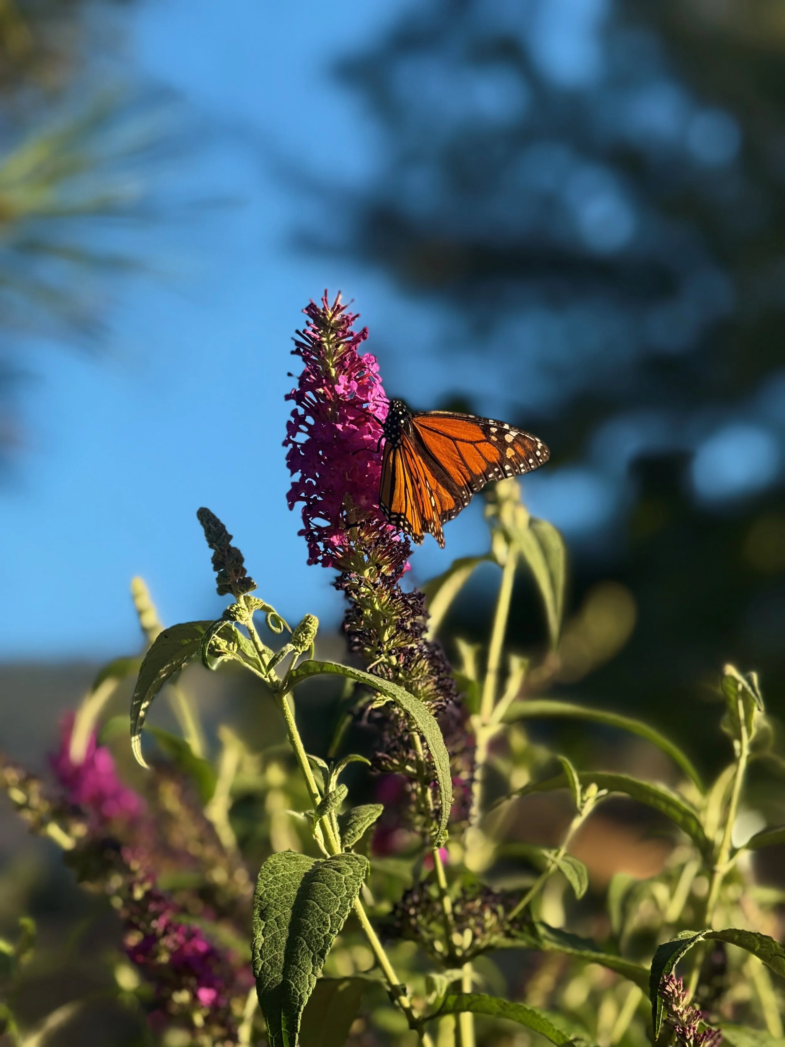 A vibrant monarch butterfly rests on a bright purple flower with lush green leaves, set against a clear blue sky.