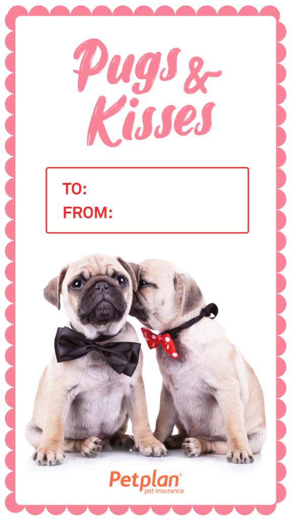 pugs-kisses-576x1024.png
