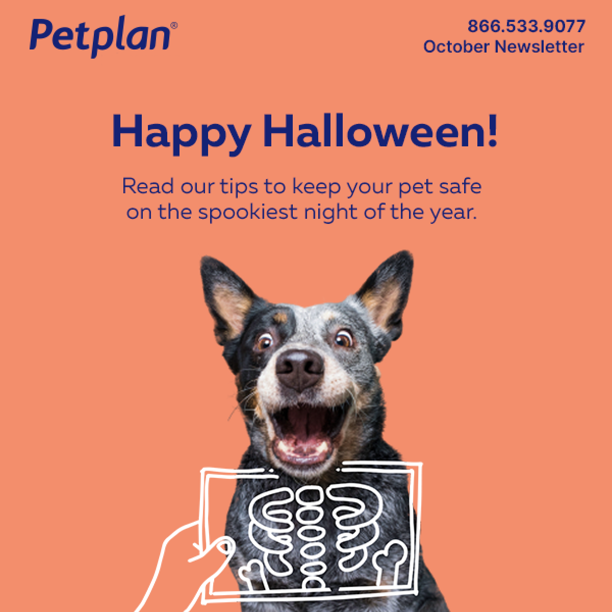 Petplan Email Design