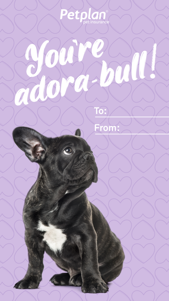 adora-bull-576x1024.png